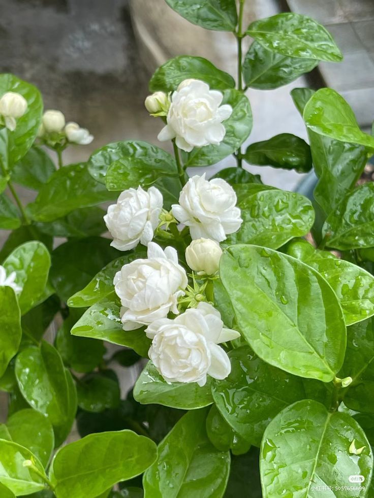 hoa nhai 1 Tản văn: Thương nhớ hoa nhài