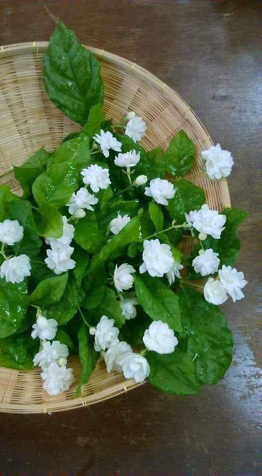 hoa nhai 2 Tản văn: Thương nhớ hoa nhài