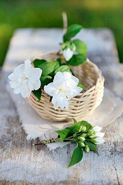 hoa nhai 3 TRÀ ƯỚP HOA NHÀI - MÓN QUÀ CỦA THÁNG 5