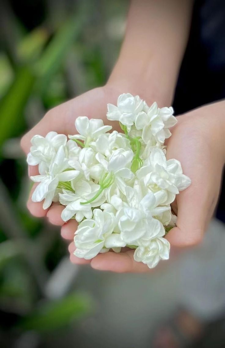 hoa nhai 4 Tản văn: Thương nhớ hoa nhài