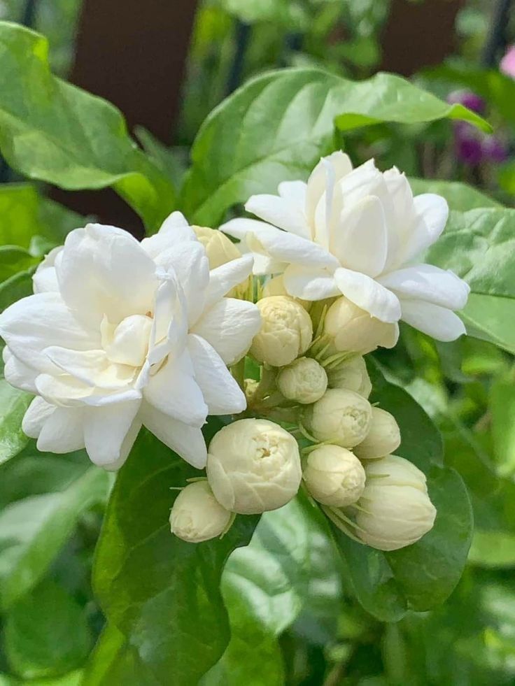 hoa nhai Tản văn: Thương nhớ hoa nhài