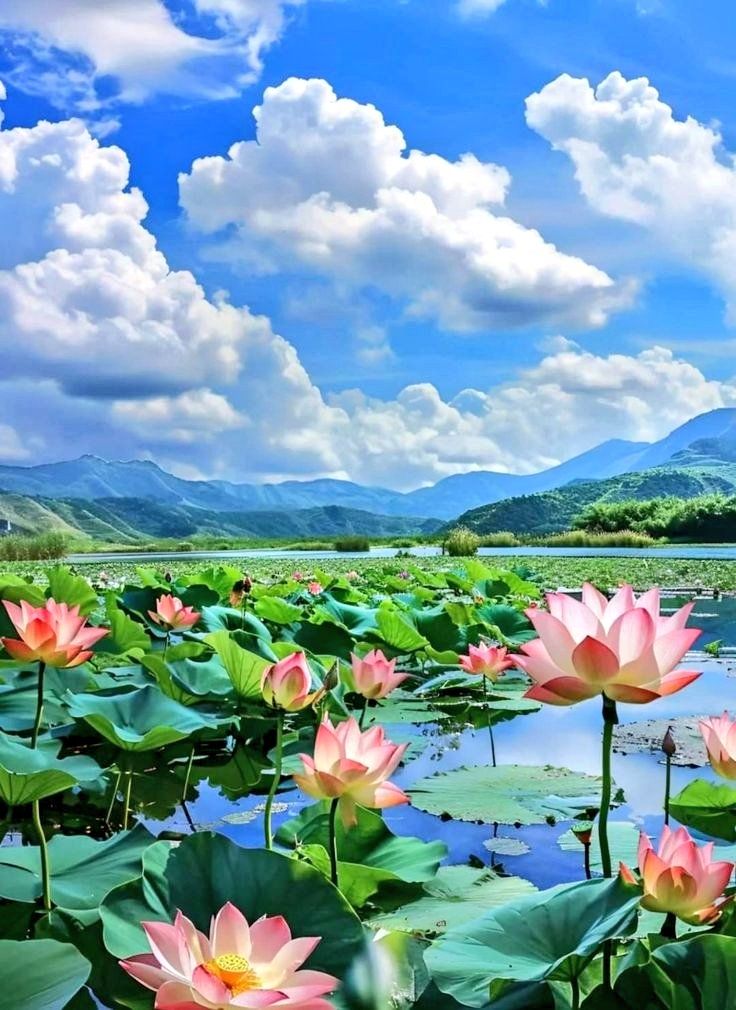 sen 1 Tản văn: Sen hồng gọi hạ