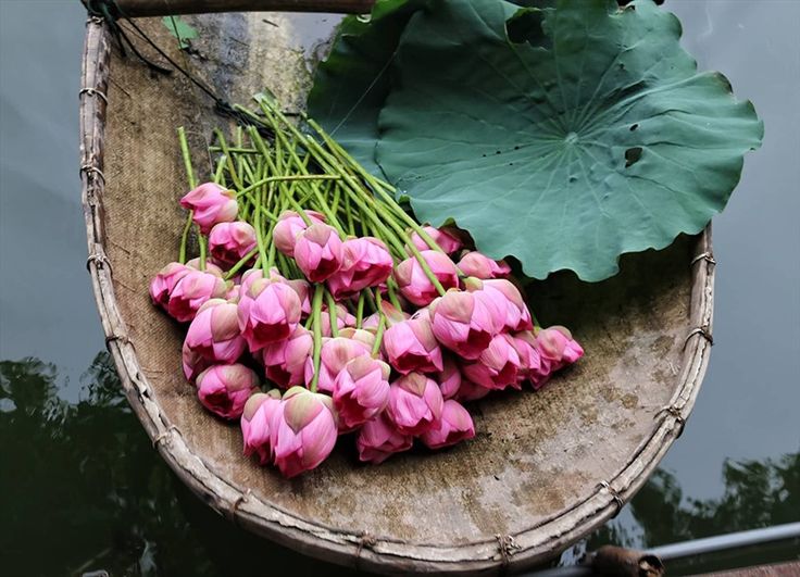 sen 3 Tản văn: Sen hồng gọi hạ