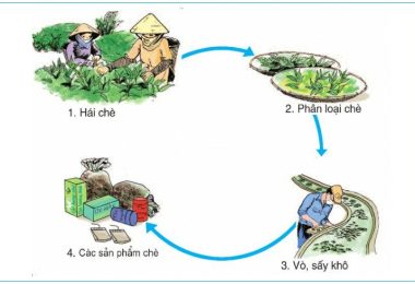 Quy trình sản xuất thủ công trà khô Thái Nguyên