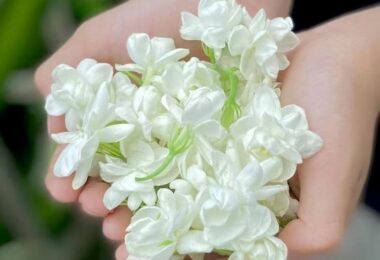 Tản văn: Thương nhớ hoa nhài