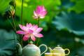 Trà ướp hoa sen – Dệt hương tháng 6 trong tách trà
